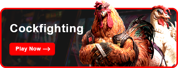 Bet 199 cockfighting